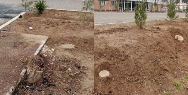 За самовольную вырубку деревьев сотрудники Каршинского госуниверситета привлечены к ответственности