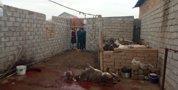 В Кашкадарье граждане забивали ослов и продавали людям их мясо