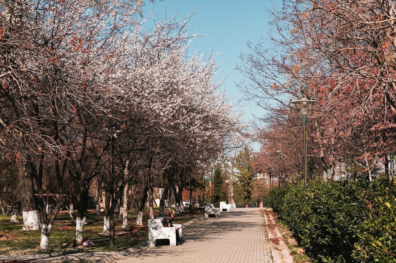 Ташкент цветет. Ташкент в апреле. Климат Узбекистана. Ташкент в марте. Ташкент весной в апреле.