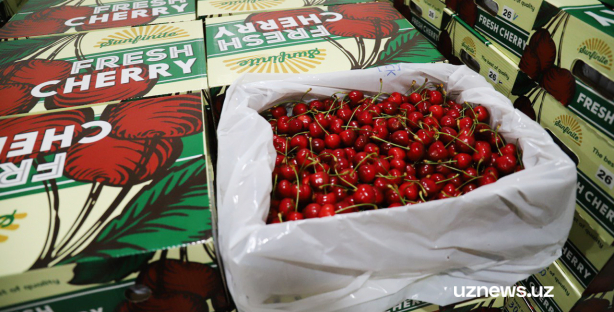 В первые дни мая Узбекистан экспортировал на мировые рынки около 400 тонн черешни