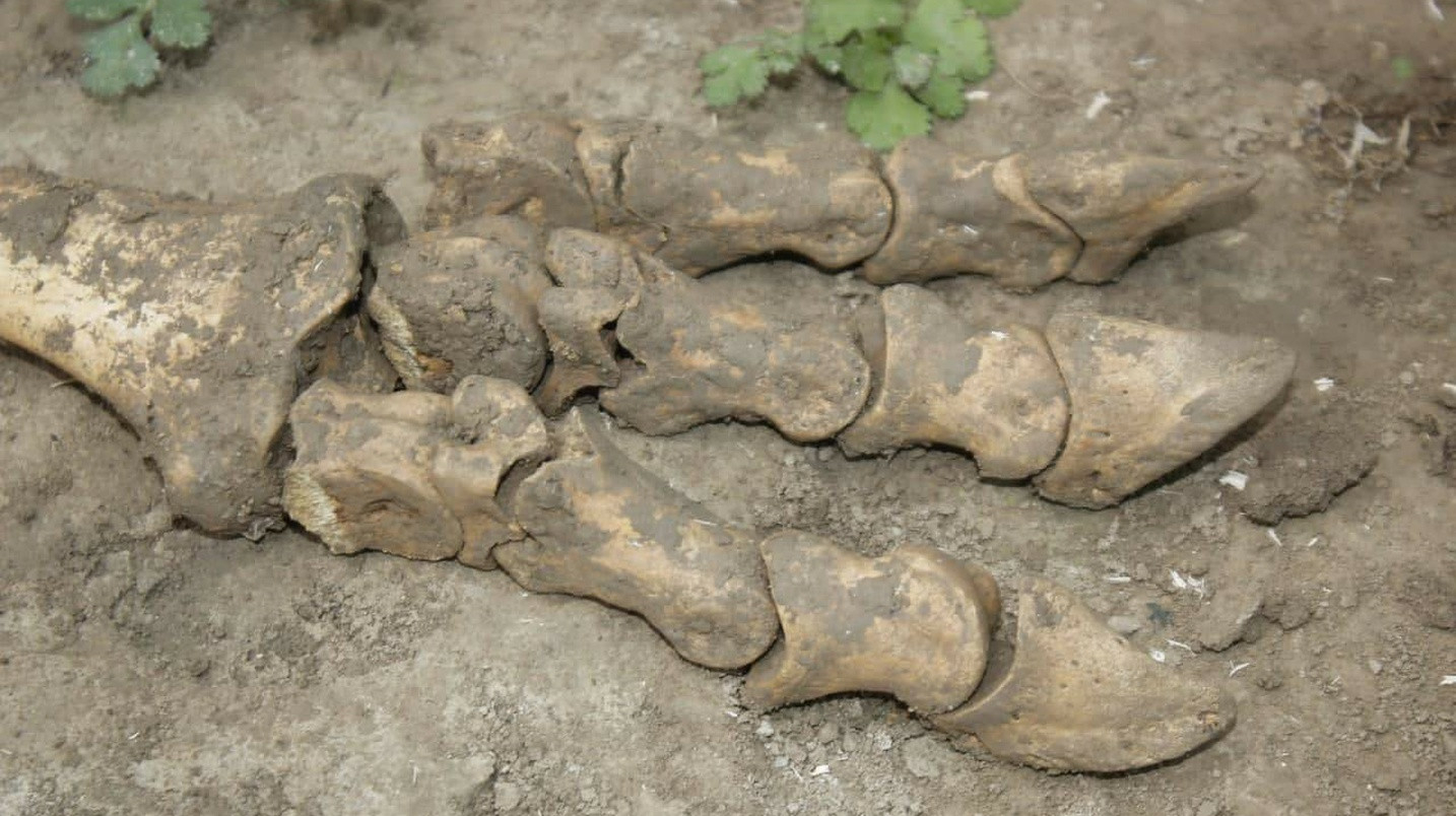 Найденные в Намангане останки неизвестного существа, могли принадлежать динозавру — ученые