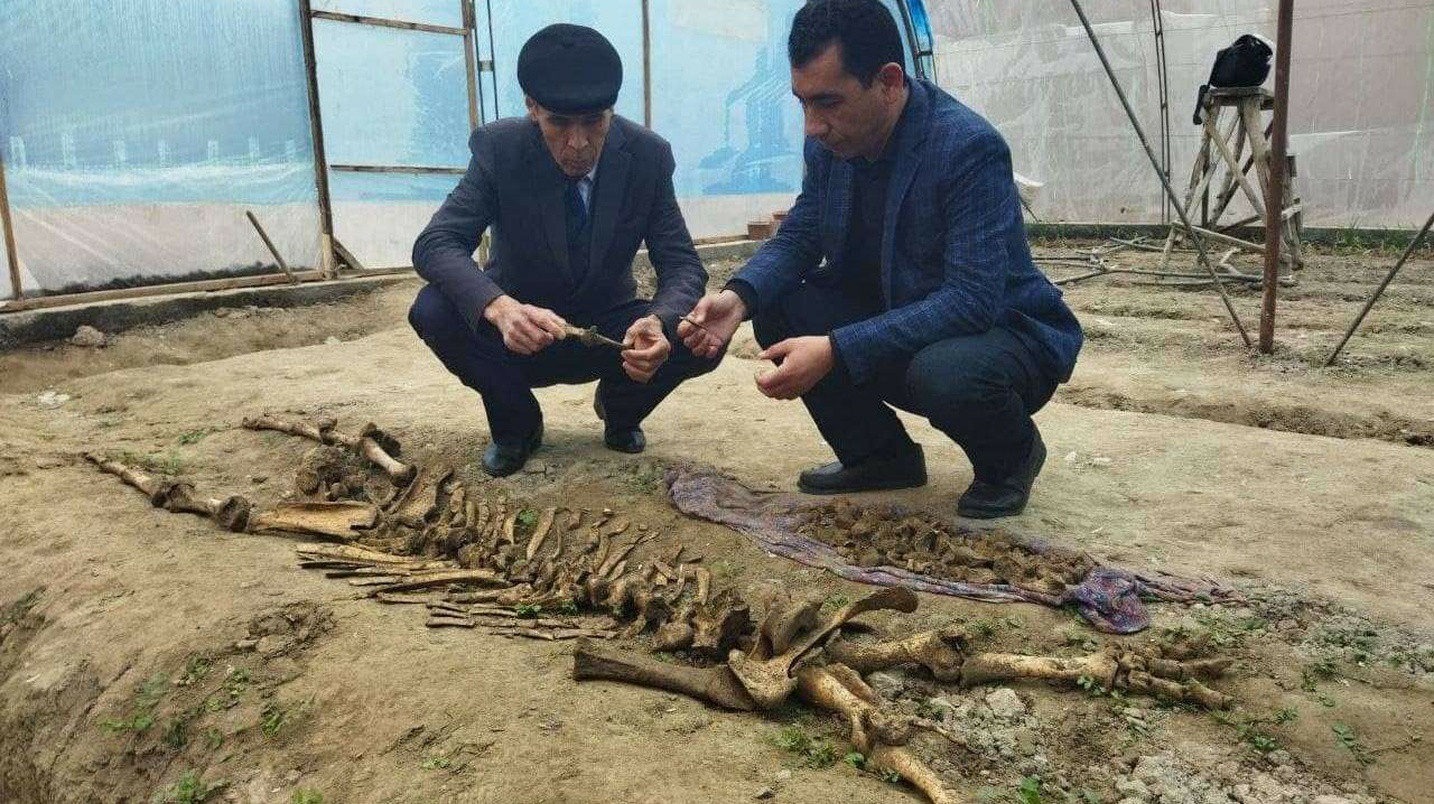 В Намангане обнаружили скелет неизвестного существа — фото, видео