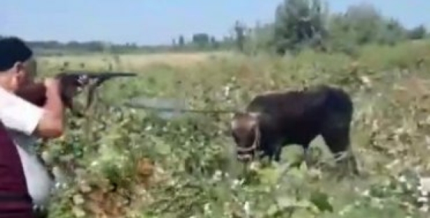 В Намангане сотрудник отдела благоустройства застрелил быка — видео