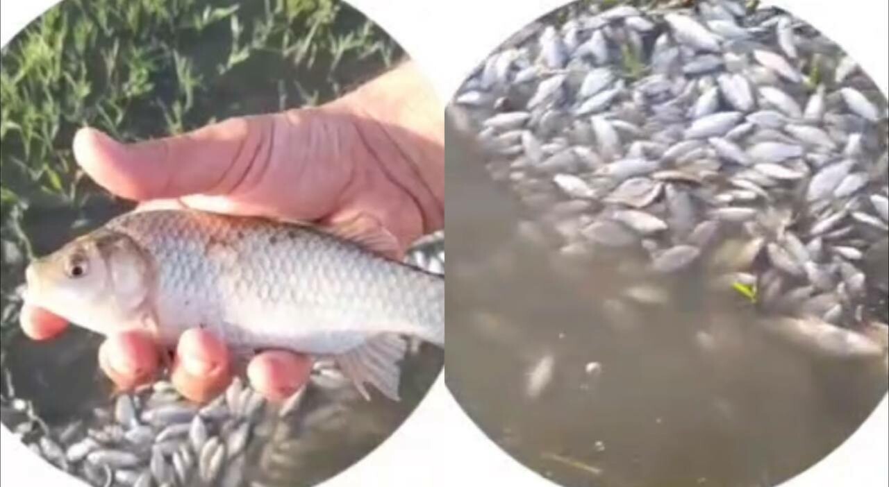В реке Чирчик отмечена массовая гибель рыбы — видео