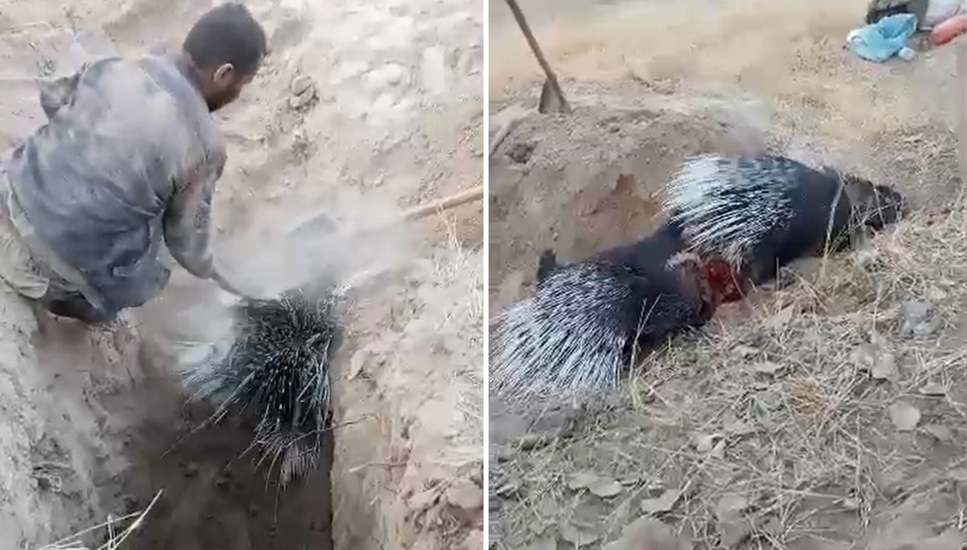 В Сурхандарье граждане устроили жестокую охоту на дикобразов с помощью лопаты — видео