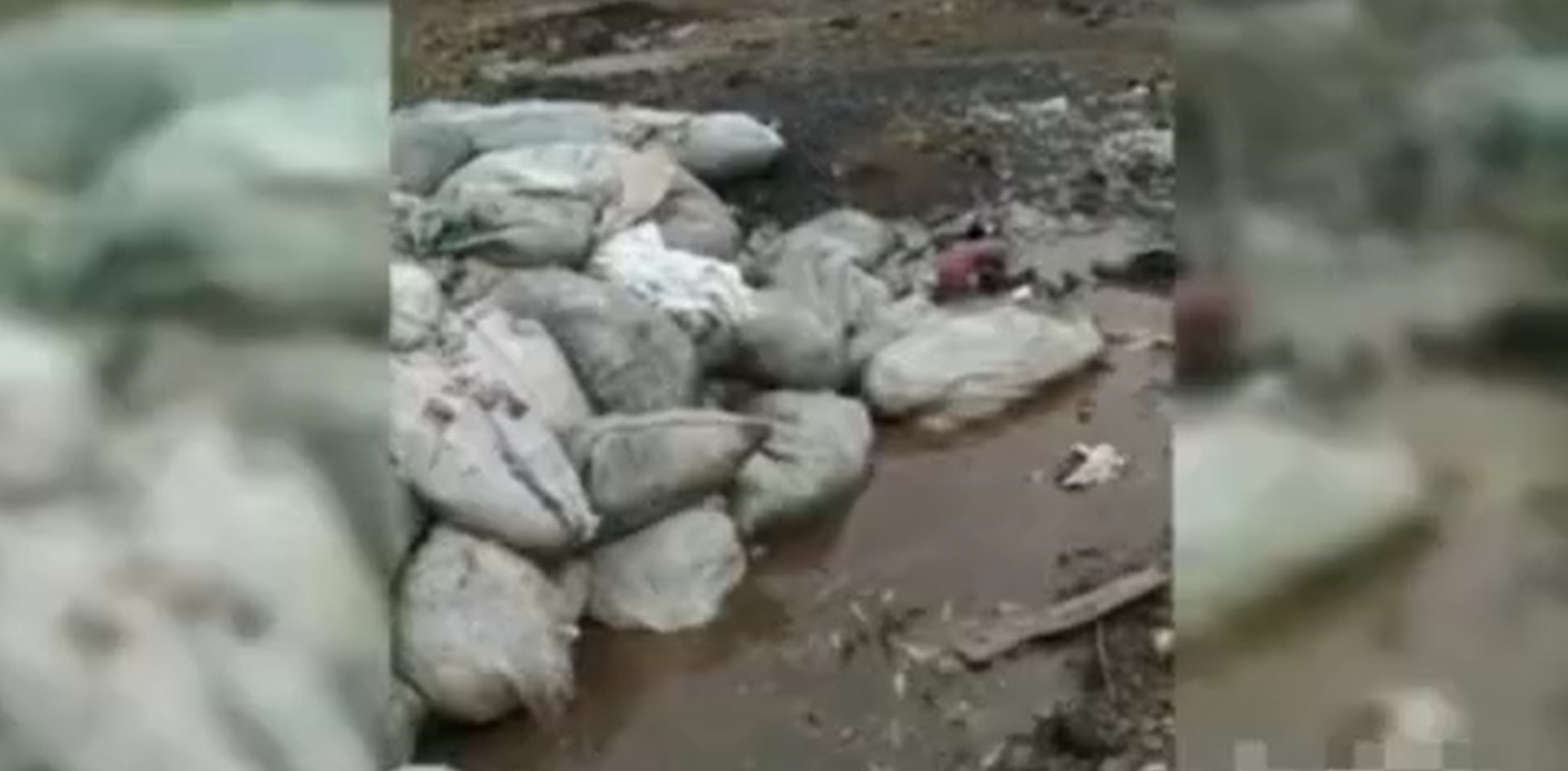 В Юкоричирчикском районе неизвестные сбрасывали мертвых кур на территорию махалли — видео