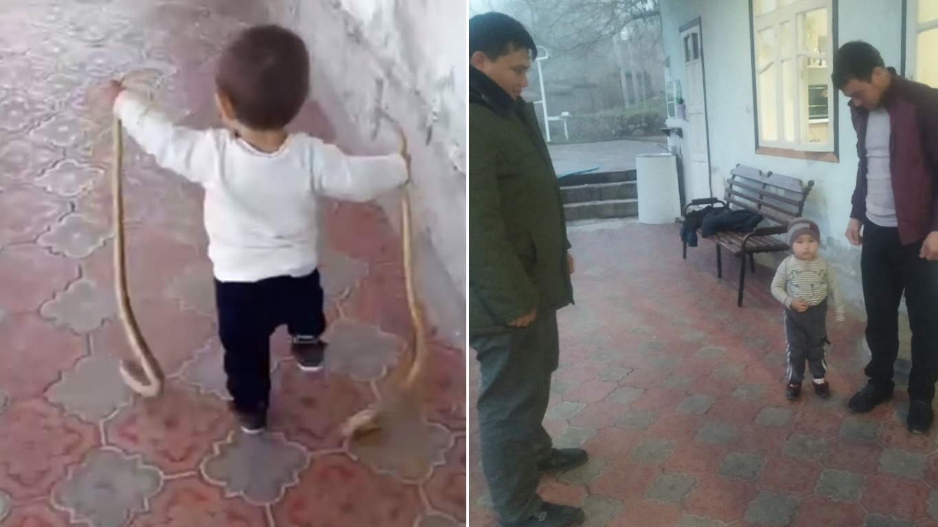 Житель Ташкентской области дал своему 2-х летнему сыну поиграть с живыми змеями — видео
