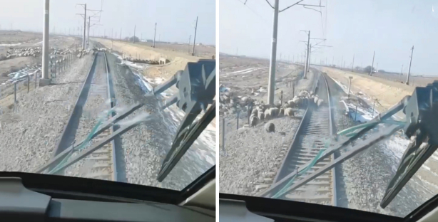 Скоростной поезд Afrosiyob сбил несколько овец на железнодорожных путях — видео
