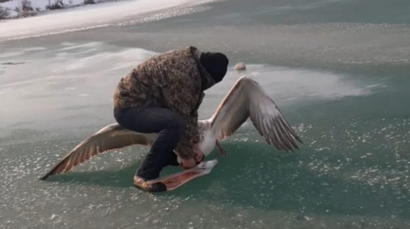 В Узбекистане браконьеры отрубили голову краснокнижному пеликану — видео