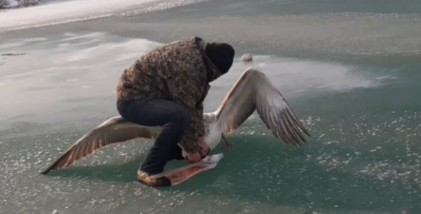 В Узбекистане браконьеры отрубили голову краснокнижному пеликану — видео