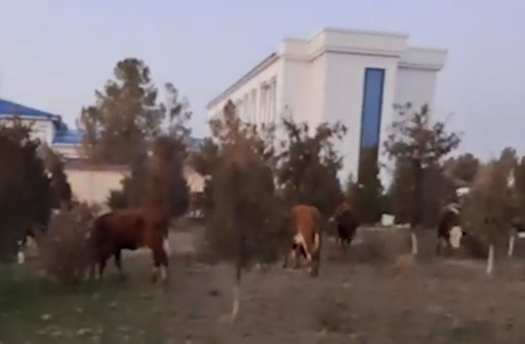 В Кашкадарье фермер, пригнавший скот к зданию хокимията, получил 7 суток ареста