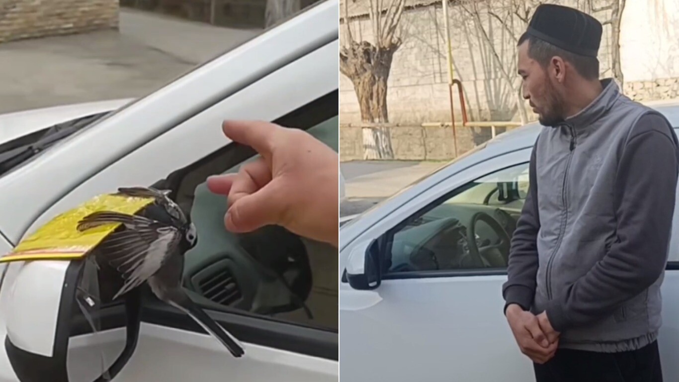В Фергане мужчина издевался над птицей, приклеив её к автомобилю — видео