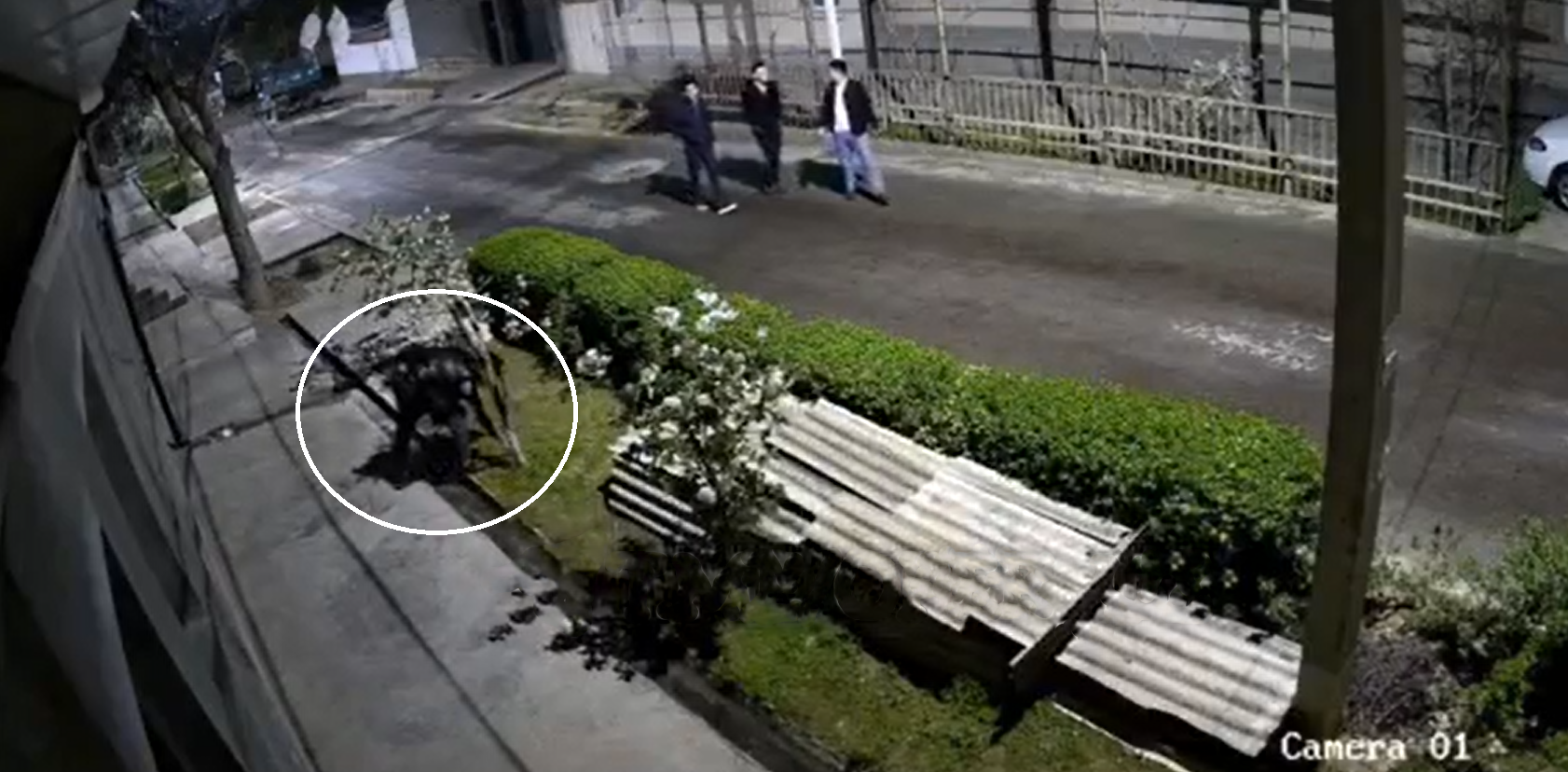 В Ташкенте на камеру видеонаблюдения у одного из домов попали 28 человек, искавших «закладки» — видео