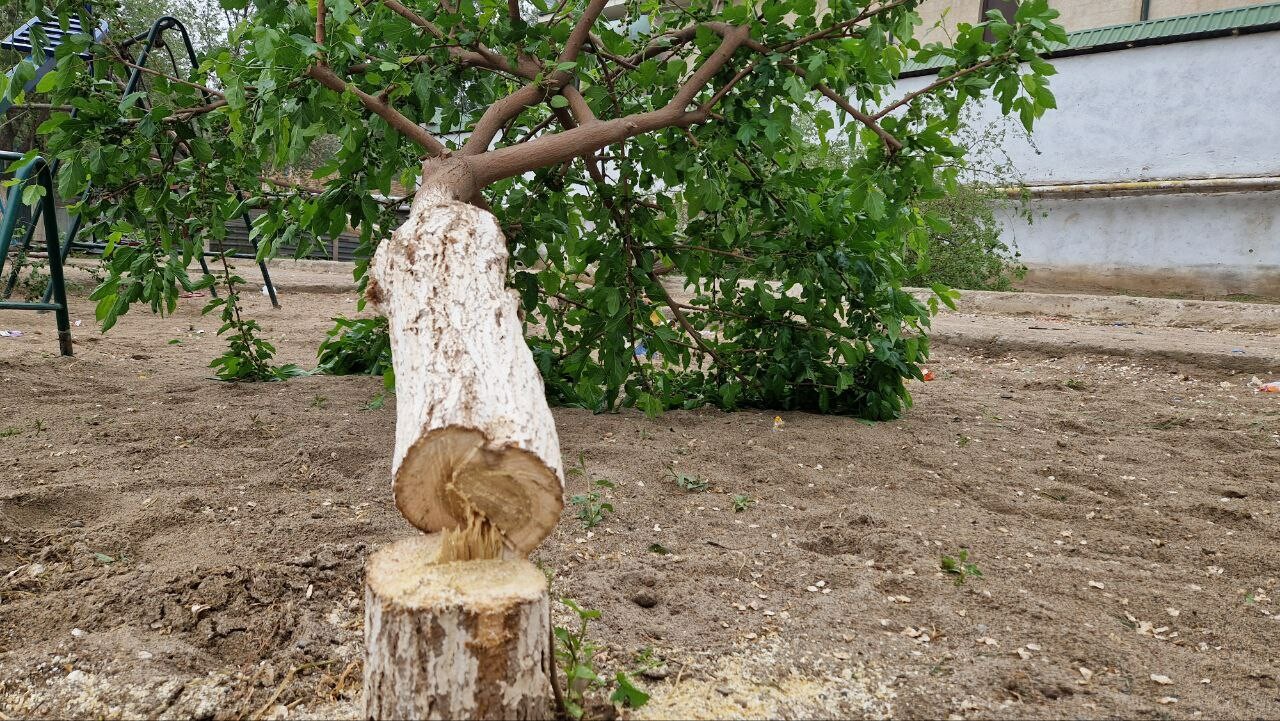 В Карши неизвестные срубили 30 деревьев — фото
