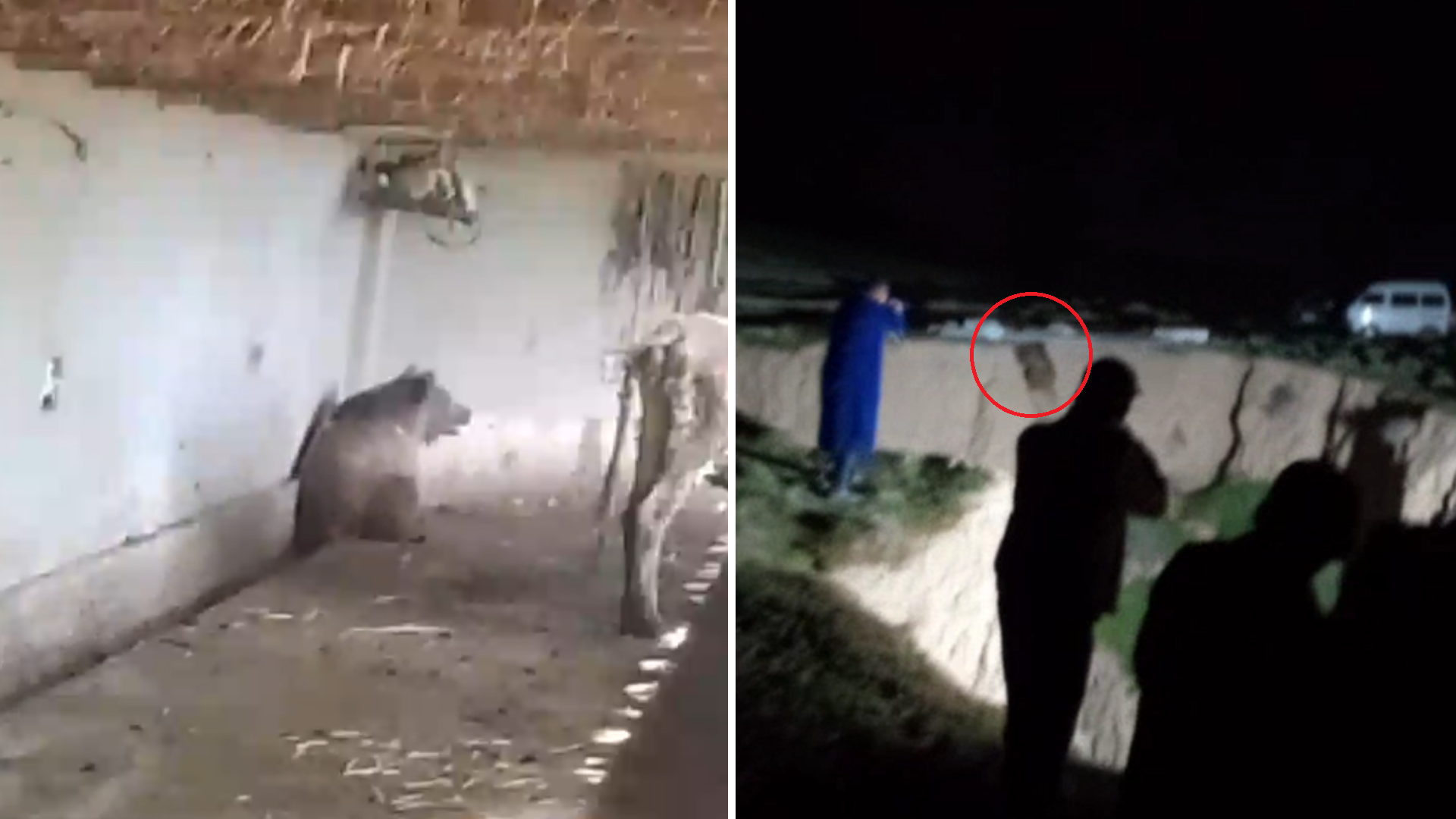 Медведь, бродивший по населенному пункту в Кашкадарье, застрелен по требованию главы районного ОВД — видео