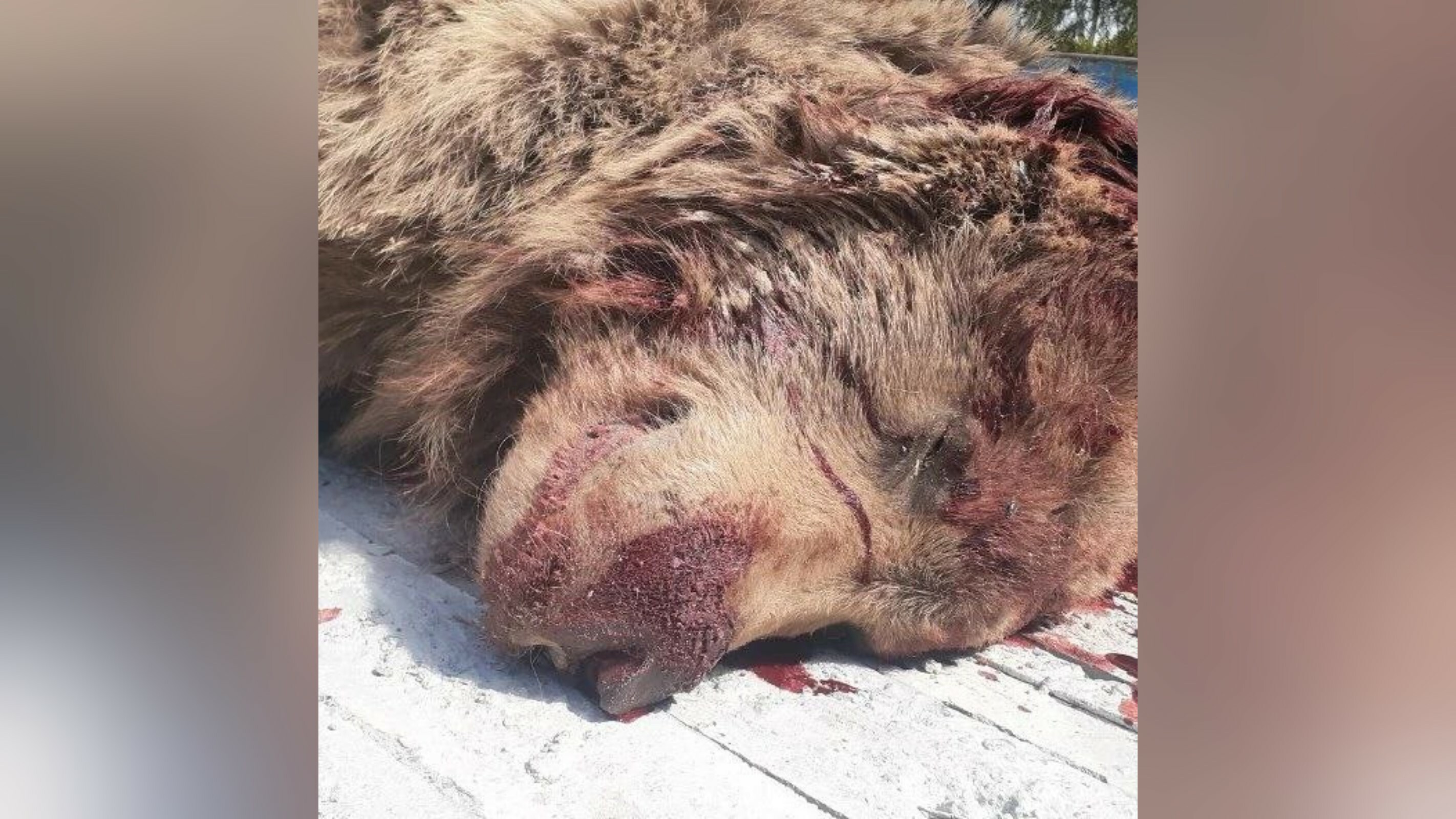 По факту убийства краснокнижного медведя в Кашкадарье возбуждено уголовное дело