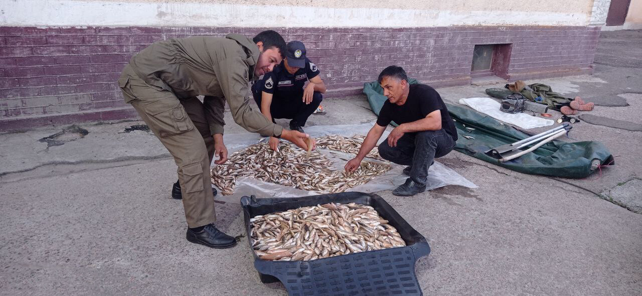 Под Ташкентом браконьеры незаконно наловили рыбы на полмиллиарда сумов