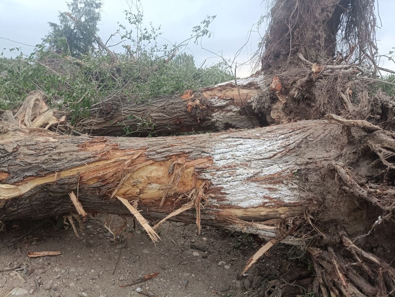 В Фергане рядом с КПП «Андархон» вырвали с корнем 12 деревьев: ущерб оценен почти в 100 млн сумов