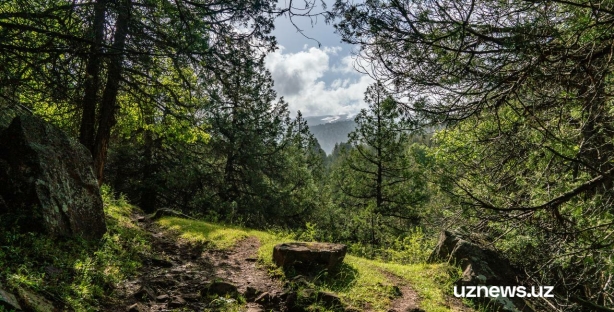 Неизведанный Узбекистан: завораживающие горы и леса Сурхандарьи — фото