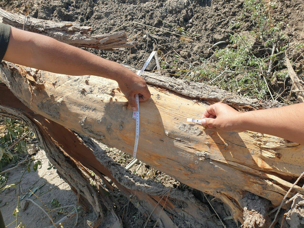 В Хорезме гражданин выкорчевал деревья, нанеся ущерб природе на полмиллиарда сумов