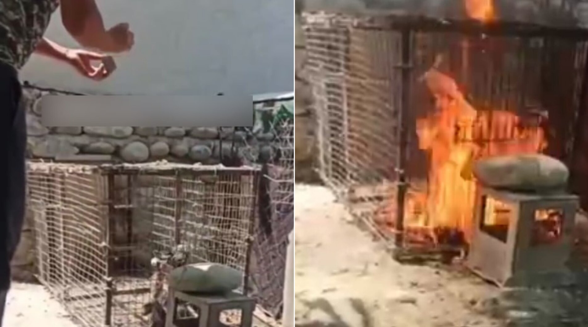 В Фергане несколько мужчин заживо сожгли кота, запертого в клетке — видео (18+)