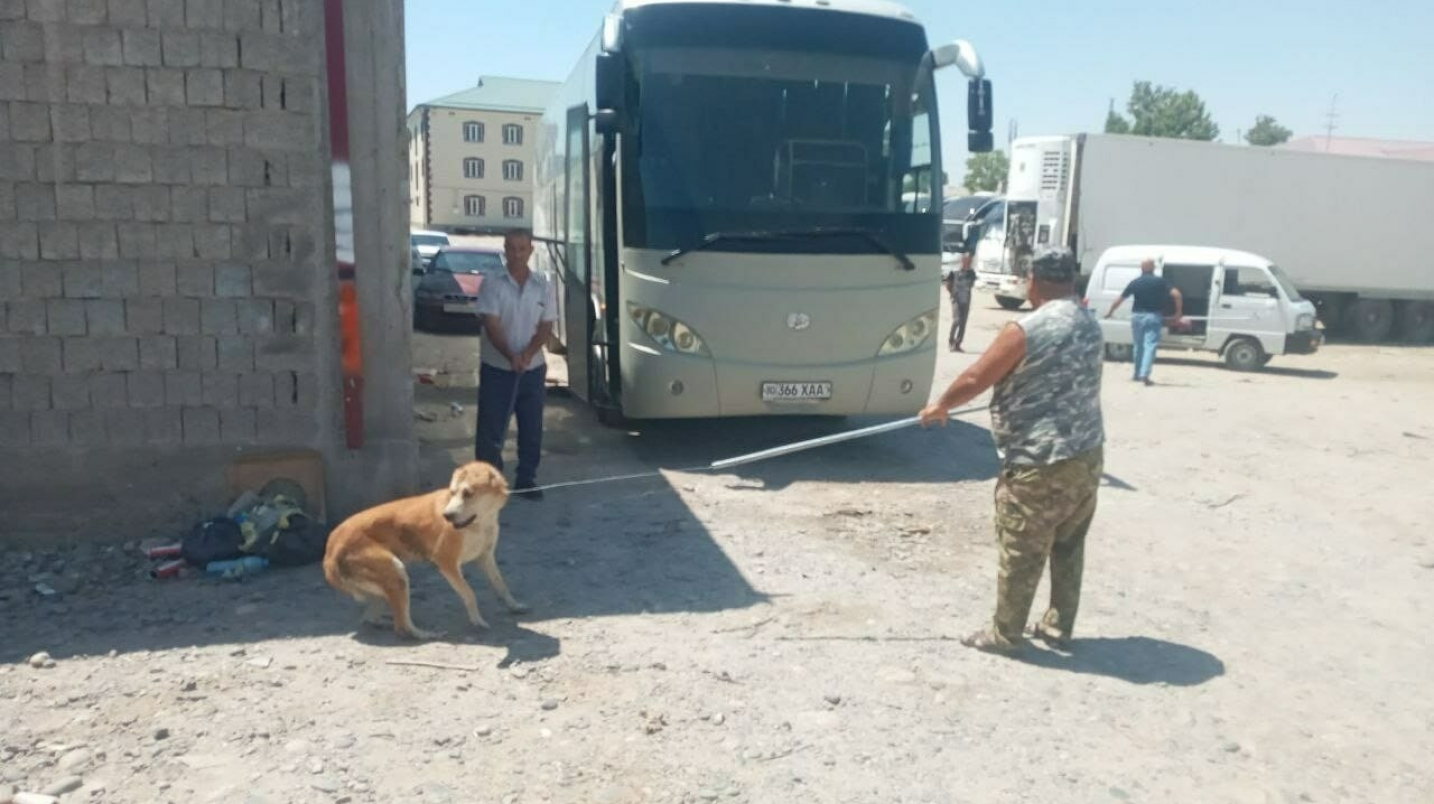 UzNews - Стали известны подробности нападения собак на ребенка в Самарканде