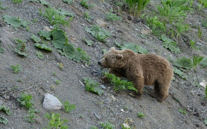 Бурый медведь вышел в село в Паркенте в поисках еды и унес двух овец