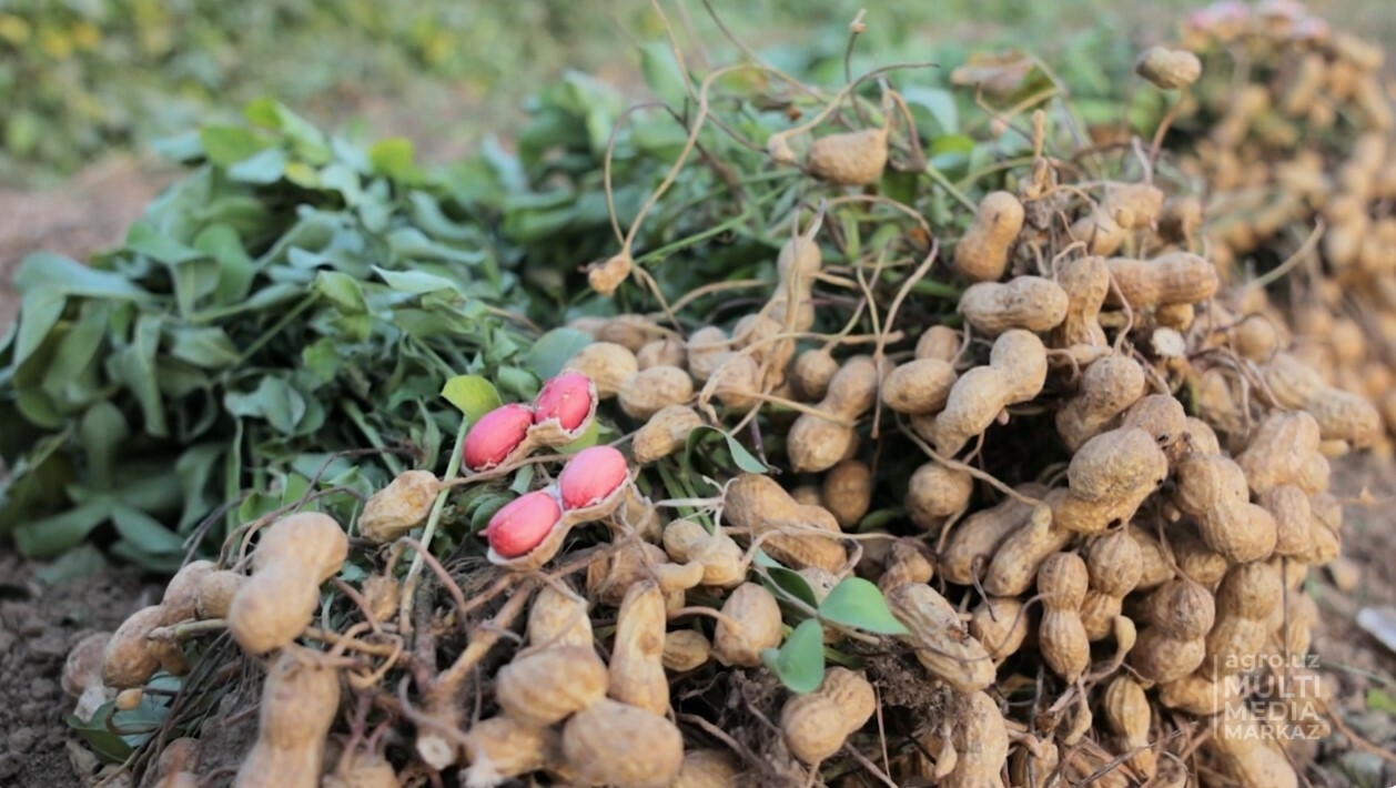 Узбекские ученые вывели новый высокоурожайный сорт арахиса «Лидер»