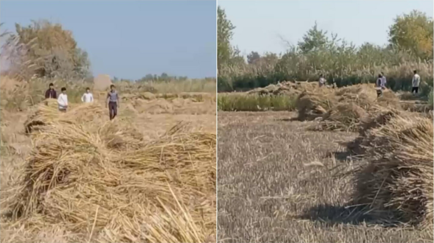 В Хорезме оштрафован фермер, привлекший школьников к уборке риса — видео