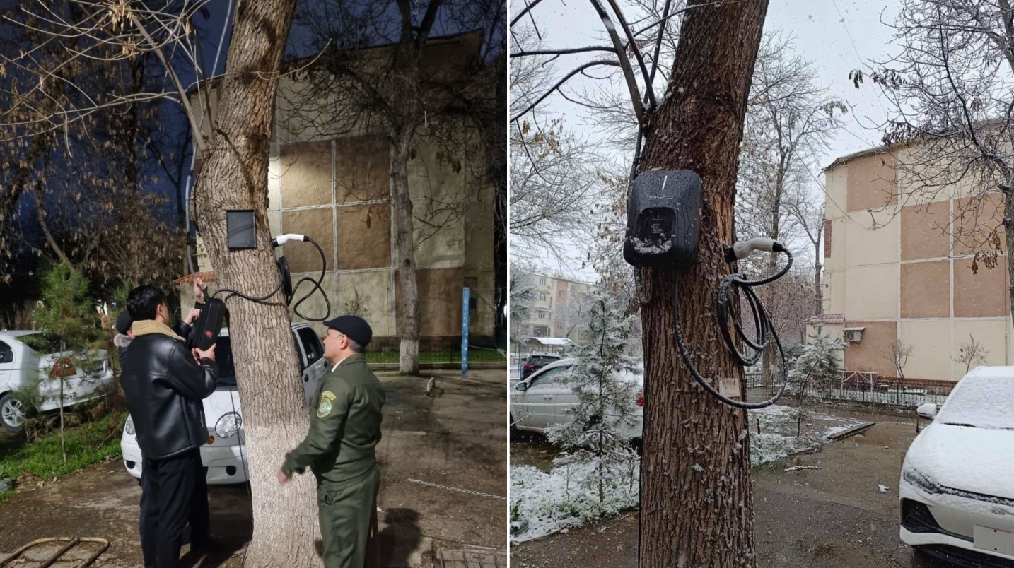 UzNews - В Ташкенте оштрафовали гражданина, установившего на дереве зарядку  для электромобилей