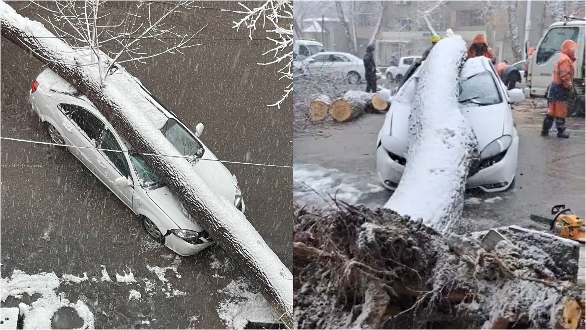 В Ташкенте на Gentra упало дерево — видео