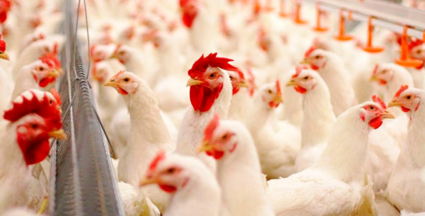 В Узбекистане сняли ограничения на экспорт мяса птицы