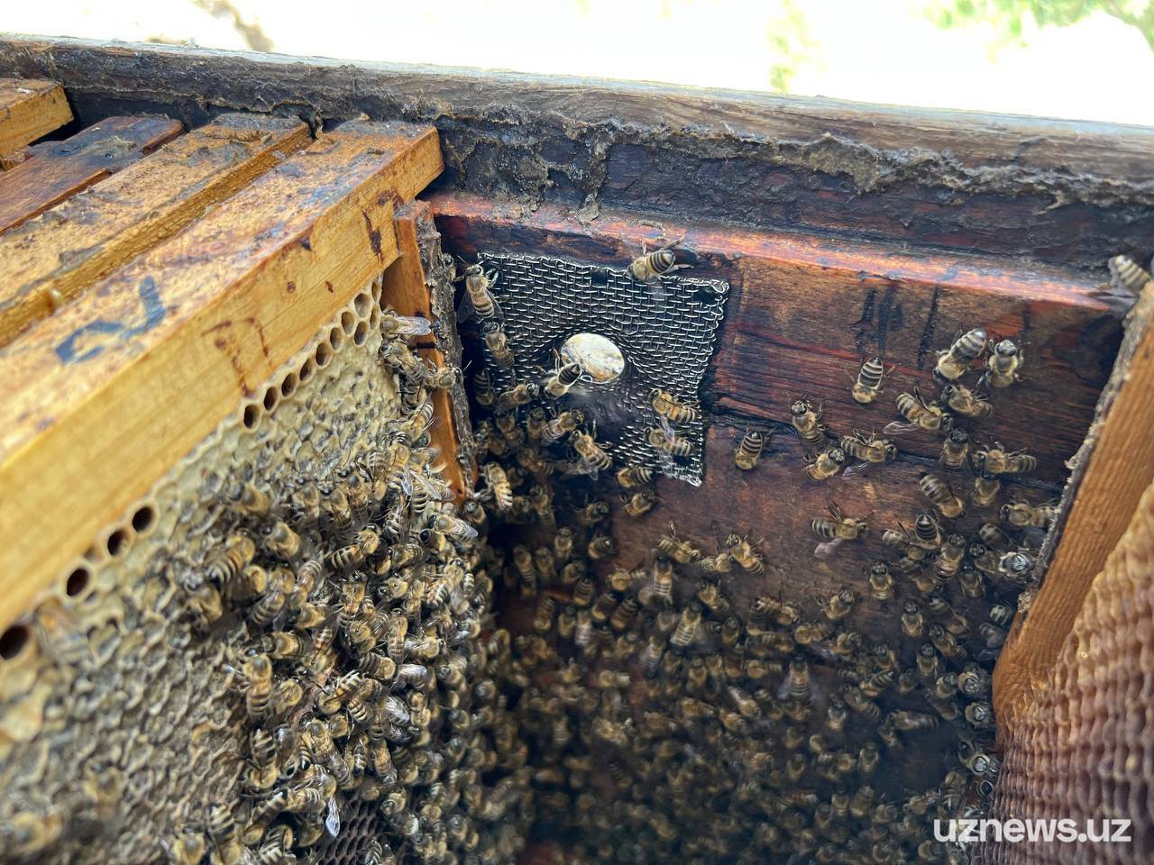 Пасека своими руками — практическое руководство для начинающих пчеловодов
