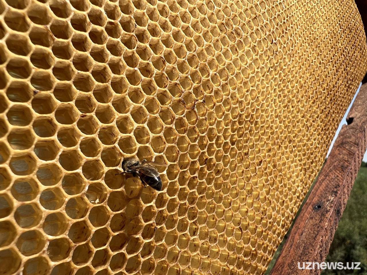 Лечение радикулита пчелами – особенности применения методики и другие виды терапии